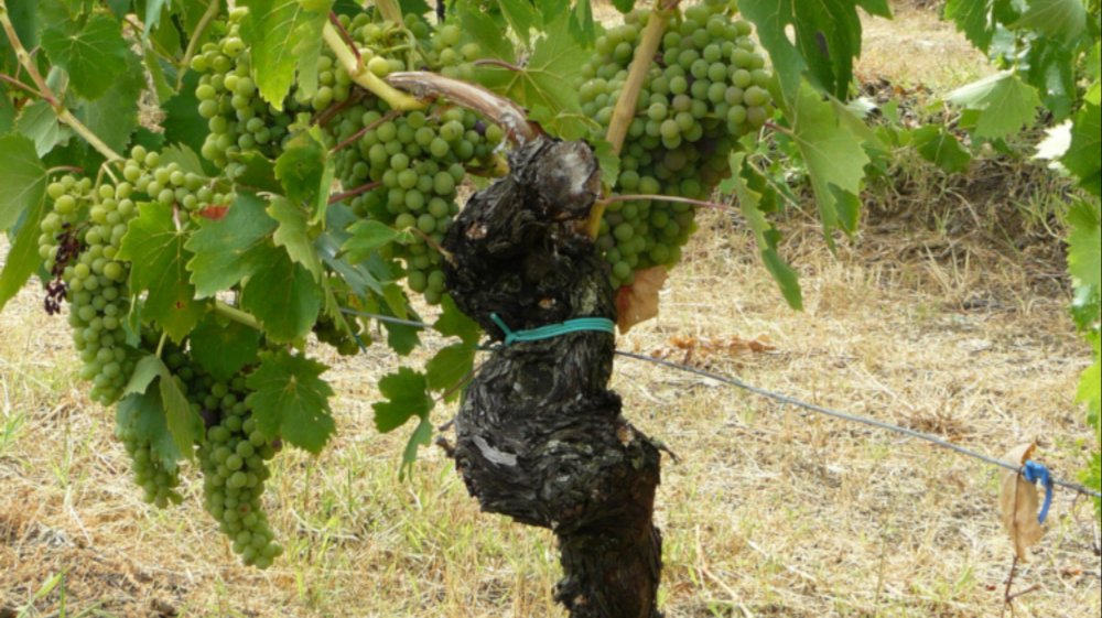 Gottesdienst und Predigt